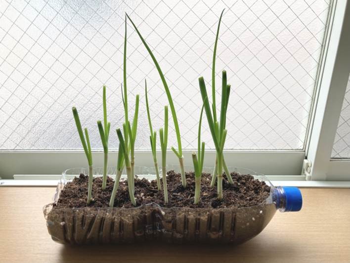 ペットボトルプランター