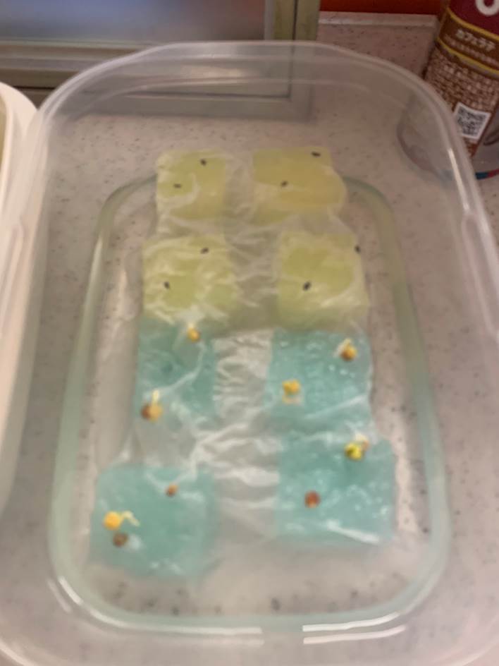 トレイなどにスポンジを置き、スポンジに十字の切り込みを入れて、その中に種をまきます