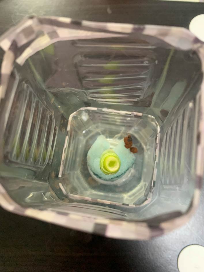 苗をスポンジに巻き付けて飲み口にセットした画像(上からの撮影)