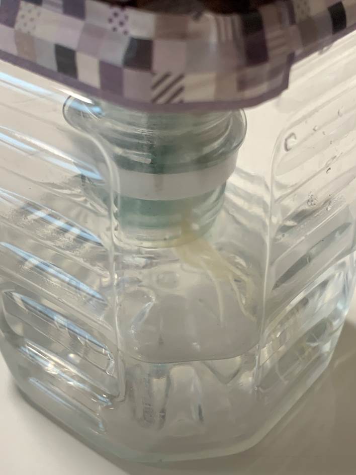 根っこがつかるように、ペットボトルプランターの下の部分に水と液体肥料を入れます。