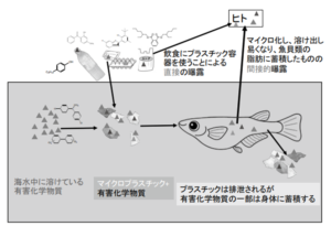 マイクロプラスチックから魚を通じて人体に有害物質が曝露される様子